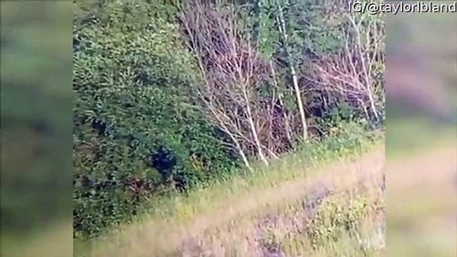 Wolf Pack Chases Grizzly Bear