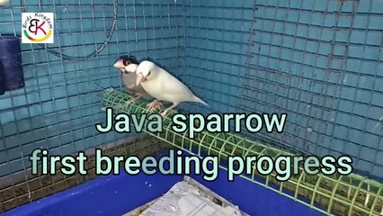 Java sparrow first breeding progressVideo