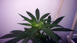 Begining of The Marijuana Plant Flowering Stage