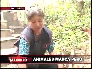 Animales Marca Perú: asombrosos habitantes de nuestra fauna nacional