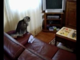 COURS APRES MOI QUE JE T'ATTRAPE ESSAI BLOG