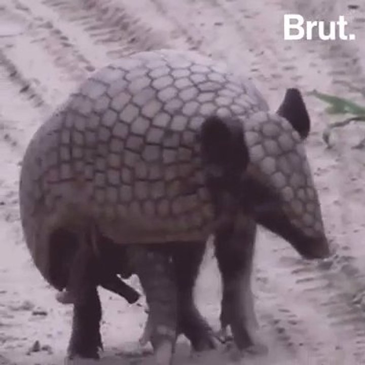 How do armadillos protect themselves?