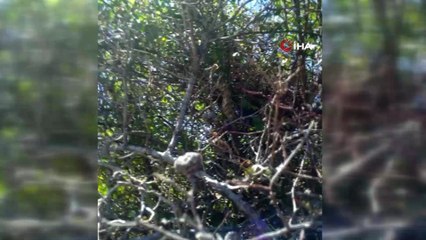 Dünyanın en zehirli yılanlarından Koca engerek Malatya'da görüldü