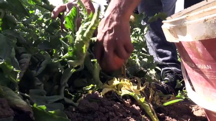 Devlet yatırımıyla sulu tarıma geçip atıl arazilerini canlandırdılar - BİNGÖL