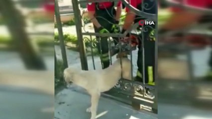 Korkuluklara sıkışan köpeğin imdadına itfaiye yetişti