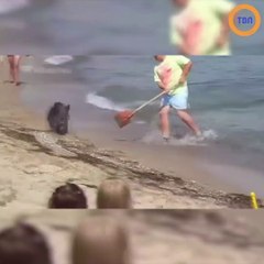 Des vacanciers affolés face à un sanglier qui débarque sur la plage