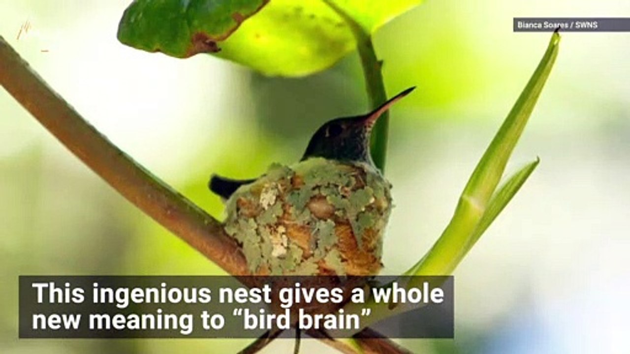 Hummingbird Builds Cute Nest With Tiny Roof