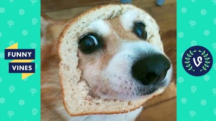 Ultimate Funny Animals & Kids Fails Compilation 2017 _ Funny Vine