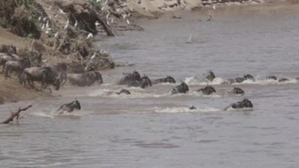 Solo los ñus siguen bailando en tiempos de coronavirus