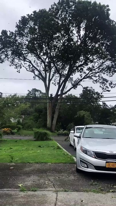Tree Collapses Over Powerlines During Huge Storm