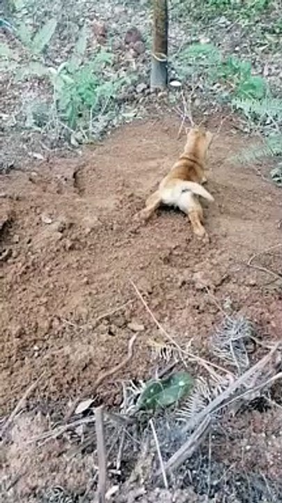 Puppy Sliding Down Hillside