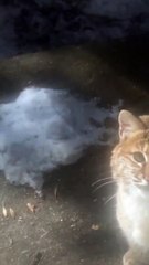 Bobcat Comes in Close for a Visit