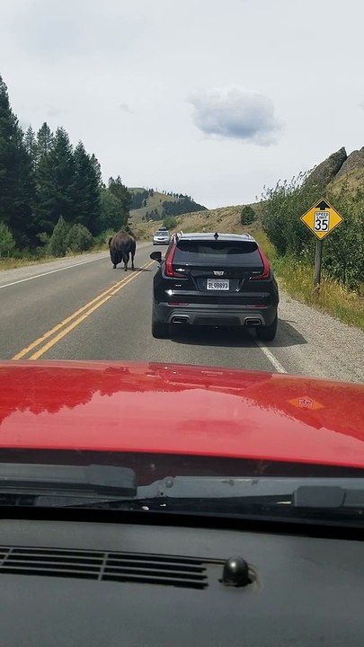 Cranky Bison Postures at Passing Cars