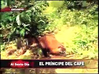 El príncipe del café: un raro y apreciado producto peruano