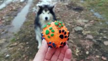 How To Train your Dog Fast and Easy at home