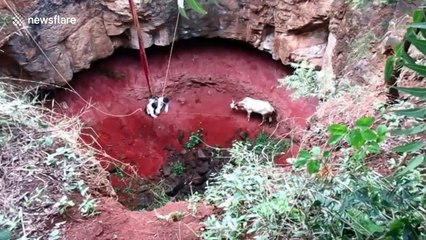 Bull rescued after falling into 50-foot-deep well in central India