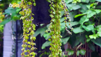 Why You May Need to Do This for Your House Plant