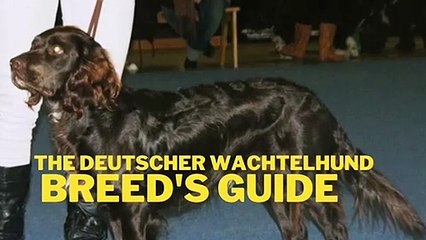 Deutscher Wachtelhund Dog Breed Information