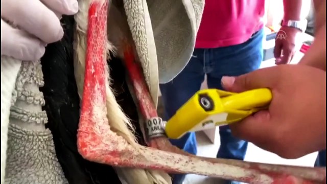 Afyonkarahisar'da tedavileri tamamlanan 14 kuş doğaya salındı