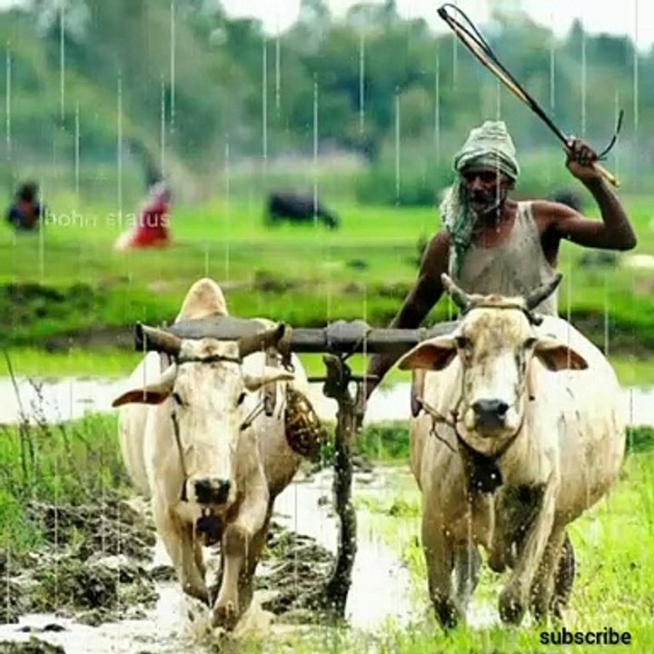 बैल पोळा स्टेटस | bail pola whatsapp status | happy pola statua | bail pola status