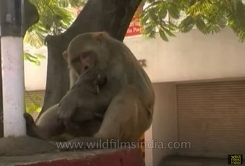 Monkey carries around a puppy dog in West Bengal, India