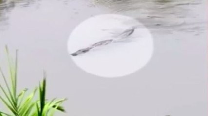 As rains lash Vadodara, crocodiles enter residential areas, 4 rescued