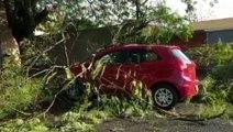 Ford Ka é atingido por árvore no Bairro Claudete; dono comprou o carro há pouco tempo para trabalhar
