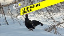 Tour de France 2020 : Étape 4 - Le tétras Lyre