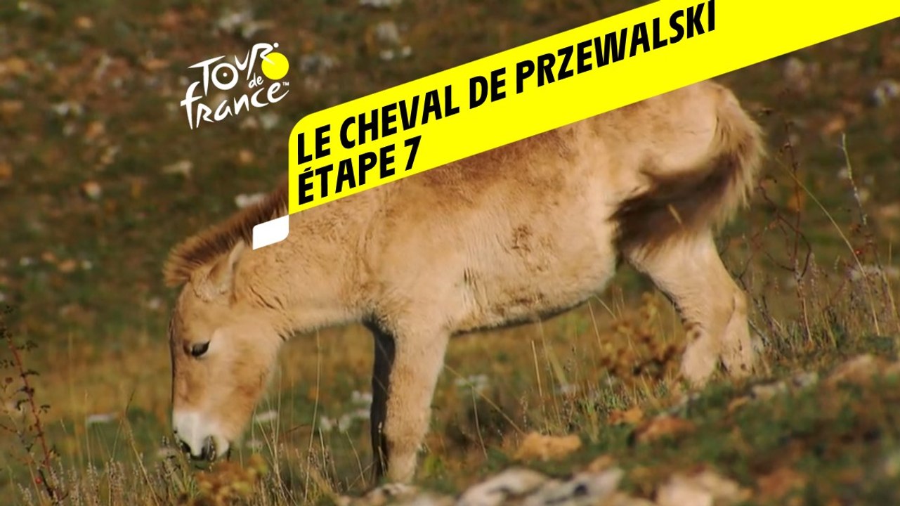Tour de France 2020 : Étape 7 - Le cheval de Przewalski