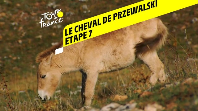 Tour de France 2020 : Étape 7 - Le cheval de Przewalski