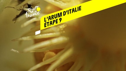 Tour de France 2020 : Étape 9 - L’arum d’Italie