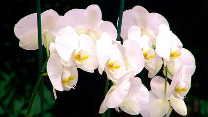 bd-consejos-para-cuidar-sus-orquideas-170820