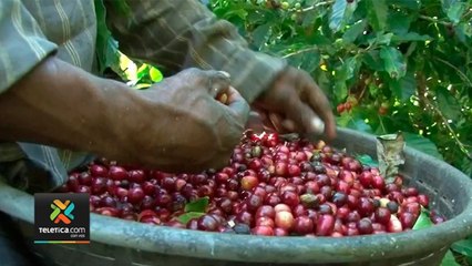 tn7-indigenas-panameños-recolectas-de-cafe-170820
