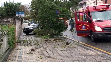Carro ‘abraça’ árvore após colisão no Centro Cívico de Curitiba