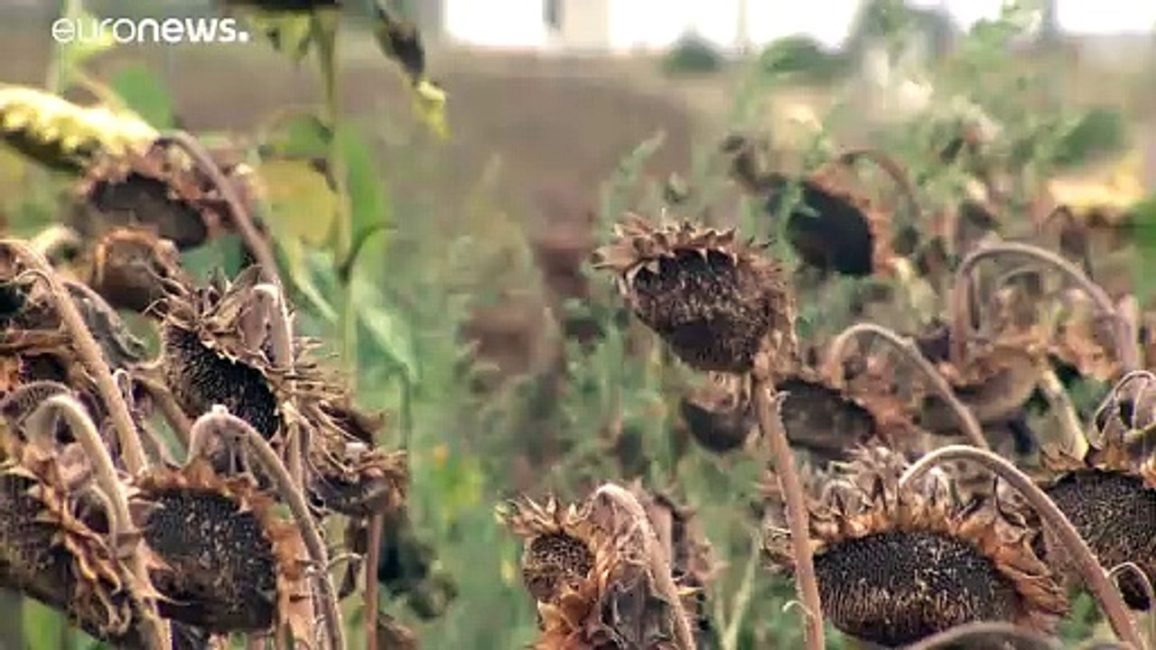 Jahrhundert-Dürre treibt rumänische Bauern in Existenznot