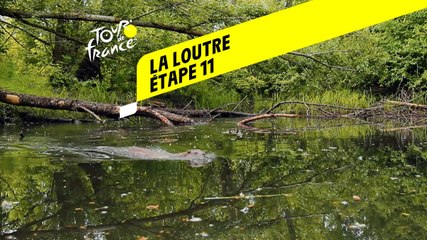 Tour de France 2020 : Étape 11 - La loutre
