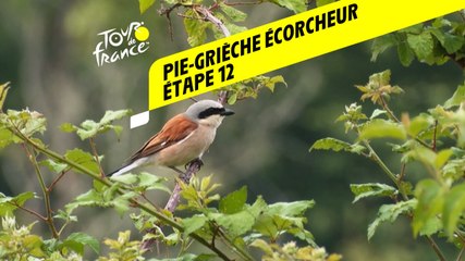 Tour de France 2020 : Étape 12 - Pie-grièche écorcheur
