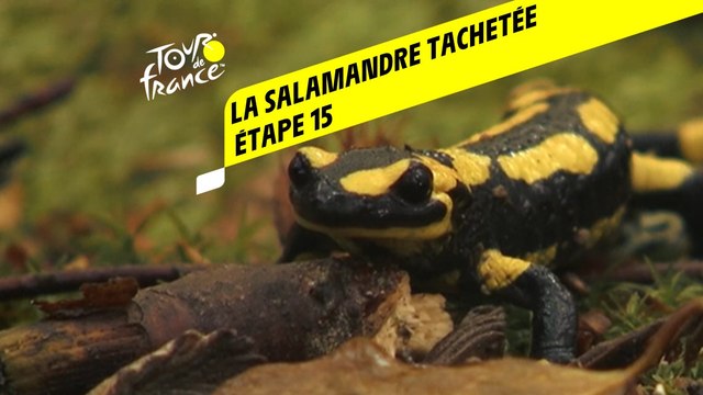 Tour de France 2020 : Étape 15 - La salamandre tachetée