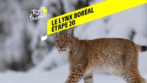 Tour de France 2020 : Étape 20 - Le lynx boréal