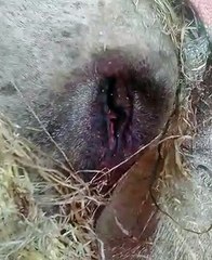 गौशाला के अंदर भूख से तड़पती बीमार पड़ी गाय