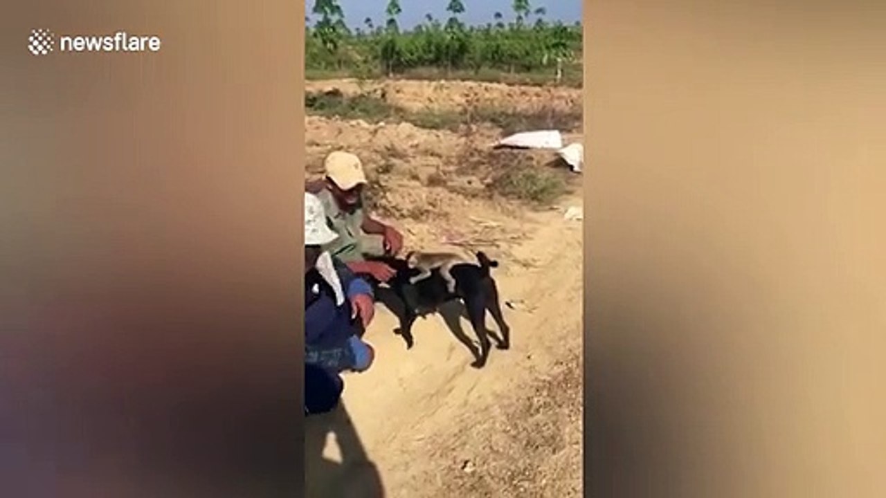 Monkey rides on pet dog's back