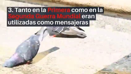 10 interesantes datos sobre las palomas