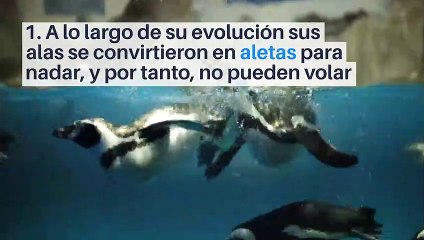8 datos interesantes sobre los pingüinos