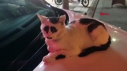 Çin'deki 'üzgün kedi', sosyal medyada ilgi odağı oldu