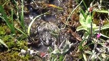 Denizli'de Tavas kurbağasının yayılış gösterdiği 9,16 hektarlık alan koruma altına alındı