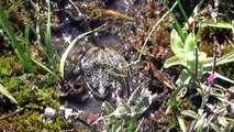 Denizli'de Tavas kurbağasının yayılış gösterdiği  9,16 hektarlık alan koruma altına alındı