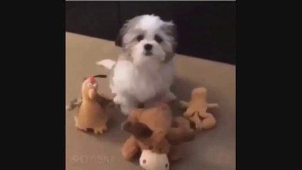 SUPER cute ANIMALS - the CUTEST animals in THE WORLD