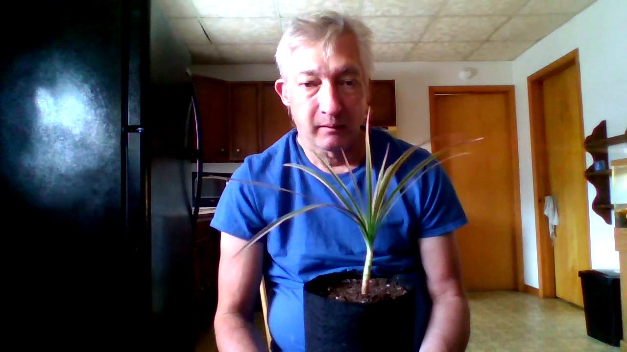 Dragon Tree Houseplant