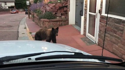 Manitou Springs Bear Comes Up Close