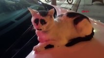 Çin'deki 'üzgün kedi', sosyal medyada ilgi odağı oldu